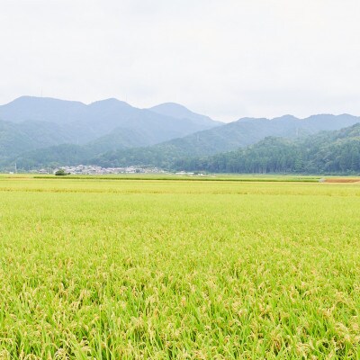 2022年12月発送開始『定期便』【近江米】愛荘町産　きぬひかり10kg(5kg×2) 全6回