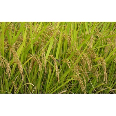 令和7年産 金山産米 つや姫 【精米】2kg お米 白米 ご飯 精米 ブランド米 F4B-0704