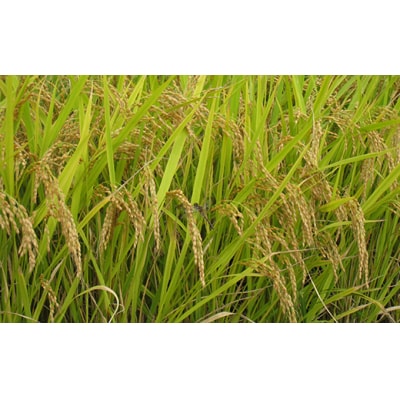 【2023年産米 定期便】金山産米「つや姫」2kg【玄米】×12ヶ月 計24kg F4B-0317