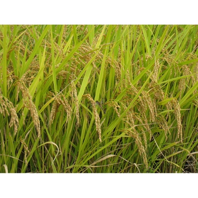 金山産米「つや姫+はえぬき+雪若丸」各2kg 【精米】 計6kg F4B-0559