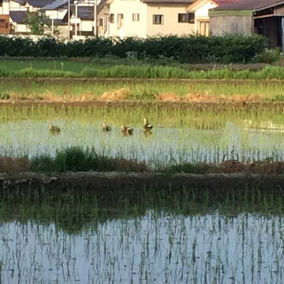 【先行受付 令和7年産】 金山町産 特別栽培米 はえぬき 精米 5kg×2 F4B-0605