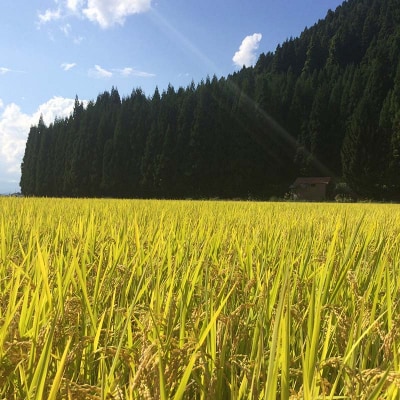 【令和7年産】定期6回 金山町産 特別栽培米 コシヒカリ 精米 5kg F4B-0627