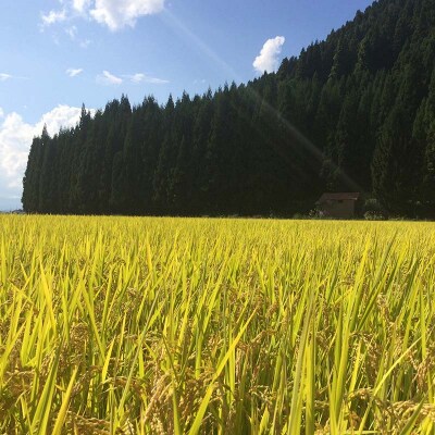 【令和7年産】定期6回 金山町産 特別栽培米 コシヒカリ 精米 2kg F4B-0629