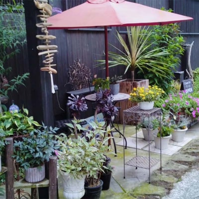 ドライフラワーのお正月しめ縄飾り【ミニサイズ】注連縄 標縄 七五三縄 しめ飾り F4B-0731