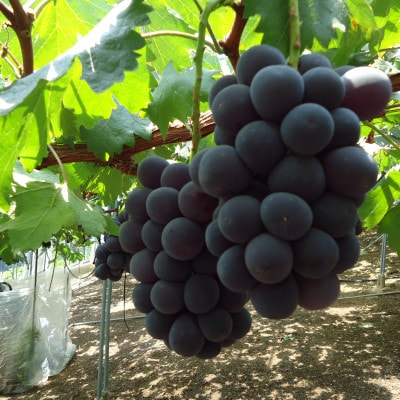 久留米産季節の葡萄3房(1房約400g)