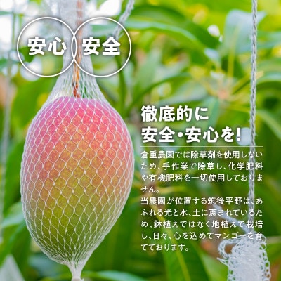 【2025年6月下旬から順次発送開始】くるめで育った完熟マンゴー　約1.3kg(2～3玉)