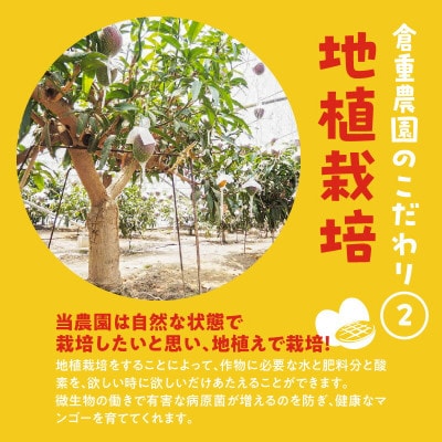 【2025年6月下旬から順次発送開始】くるめで育った完熟マンゴー　約1.3kg(2～3玉)