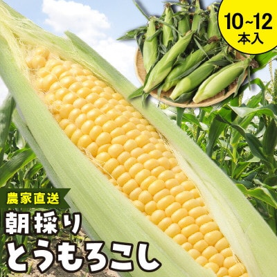 【2025年6月上旬から順次発送開始】朝採り とうもろこし 恵味スター(10～12本)スイートコーン