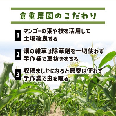 【2025年6月上旬から順次発送開始】朝採り とうもろこし 恵味スター(10～12本)スイートコーン