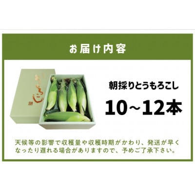 【2025年6月上旬から順次発送開始】朝採り とうもろこし 恵味スター(10～12本)スイートコーン