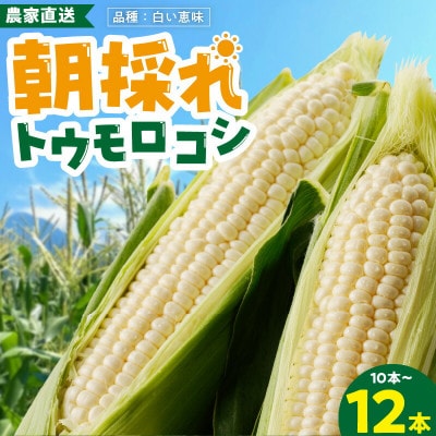 【2025年6月上旬から順次発送開始】朝採り 白とうもろこし 白い恵味(10～12本)スイートコーン