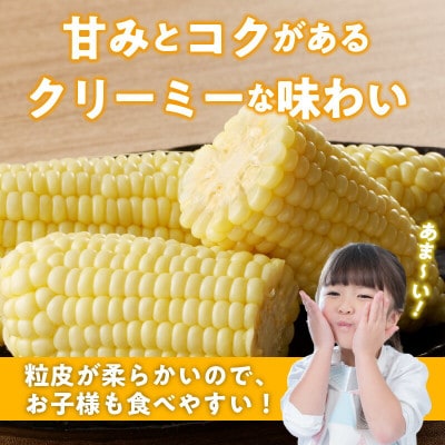 【2025年6月上旬から順次発送開始】朝採り 白とうもろこし 白い恵味(10～12本)スイートコーン