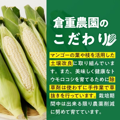 【2025年6月上旬から順次発送開始】朝採り 白とうもろこし 白い恵味(10～12本)スイートコーン