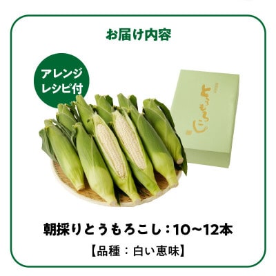 【2025年6月上旬から順次発送開始】朝採り 白とうもろこし 白い恵味(10～12本)スイートコーン