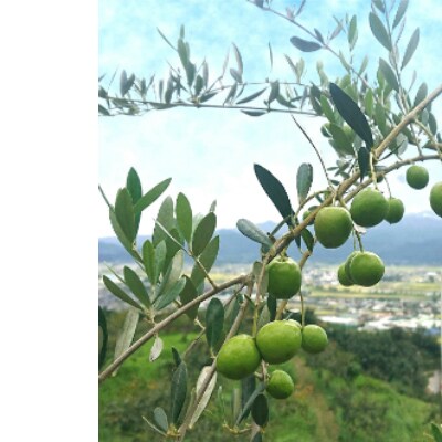 国産オリーブ塩漬け 115g 2個 お礼品詳細 ふるさと納税なら さとふる