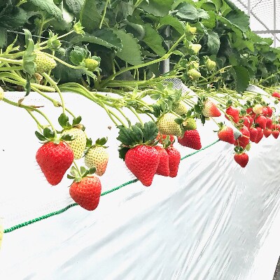 いちごジャム3種セット　特別栽培