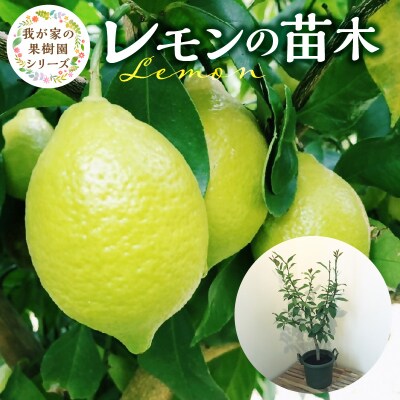 チーム田主丸『我が家の果樹園』シリーズ　【レモンの苗木】