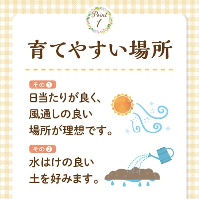 チーム田主丸『我が家の果樹園』シリーズ　【レモンの苗木】