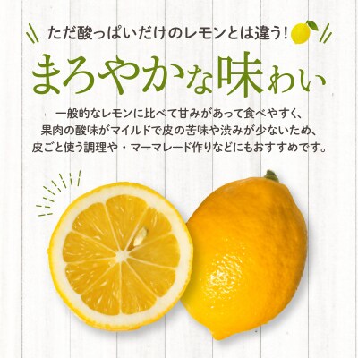 マイヤーレモン実付き 2年生苗