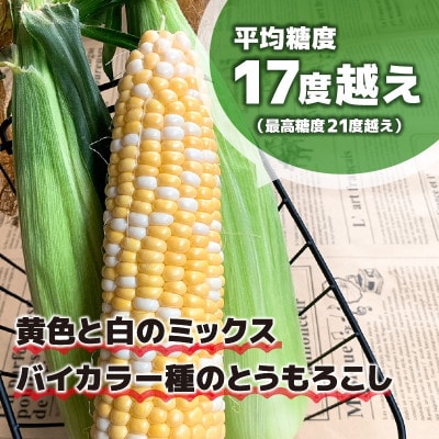 【2025年発送】しあわせコーン(バイカラー種)8本入