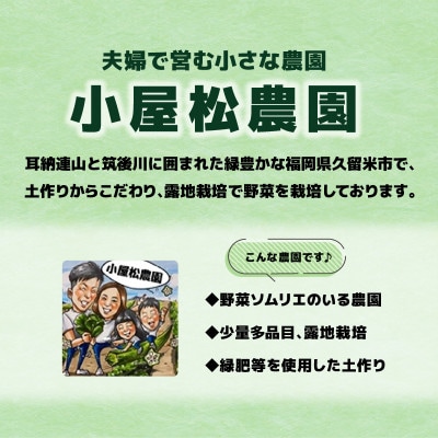 【2025年発送】しあわせコーン(バイカラー種)8本入