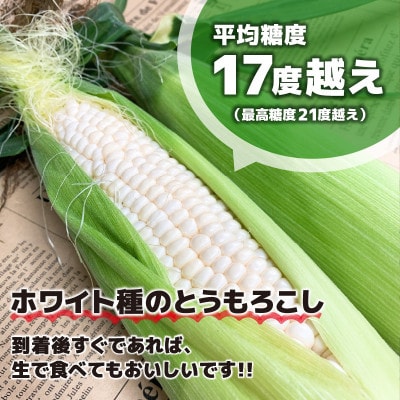 【2025年発送】スイートコーン(ホワイトコーン)8本入