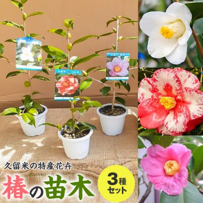 久留米の特産花卉 椿の苗木3種3本セット(椿2年生苗/高さ30cm前後) 鉢植え 植え付け 説明書付