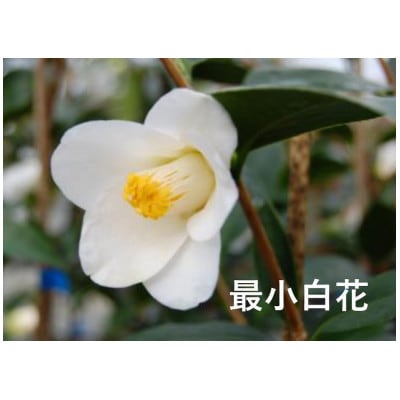 久留米の特産花卉 椿の苗木3種3本セット(椿2年生苗/高さ30cm前後) 鉢植え 植え付け 説明書付