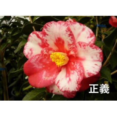 久留米の特産花卉 椿の苗木3種3本セット(椿2年生苗/高さ30cm前後) 鉢植え 植え付け 説明書付