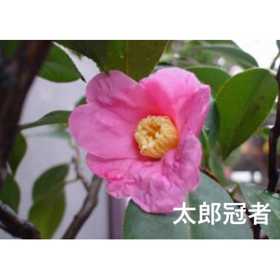 久留米の特産花卉 椿の苗木3種3本セット(椿2年生苗/高さ30cm前後) 鉢植え 植え付け 説明書付