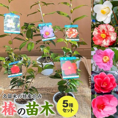 久留米の特産花卉 椿の苗木5種5本セット(椿2年生苗/高さ30cm前後) 鉢植え 植え付け 説明書付