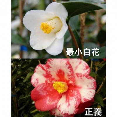 久留米の特産花卉 椿の苗木5種5本セット(椿2年生苗/高さ30cm前後) 鉢植え 植え付け 説明書付