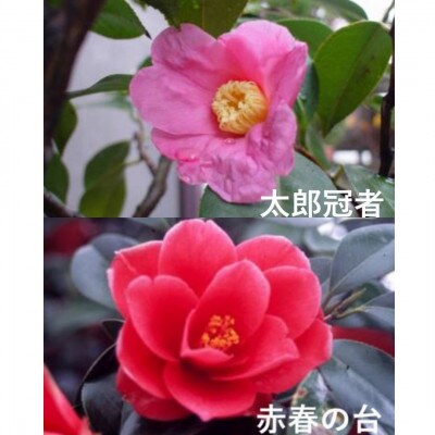 久留米の特産花卉 椿の苗木5種5本セット(椿2年生苗/高さ30cm前後) 鉢植え 植え付け 説明書付