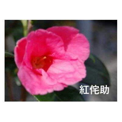 久留米の特産花卉 椿の苗木5種5本セット(椿2年生苗/高さ30cm前後) 鉢植え 植え付け 説明書付