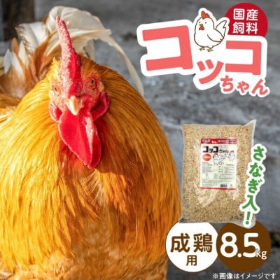コッコちゃん 成鶏用 さなぎ入 8.5kg(久留米市)