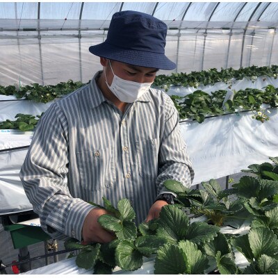 完熟苺の果実酢・華いちご140g瓶 化粧箱入り