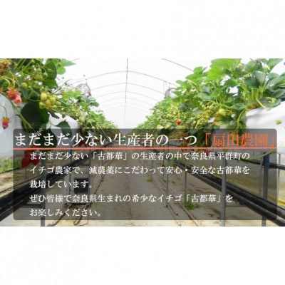 平群の古都華 冷凍いちご ミックスサイズ 約2kg