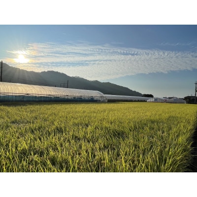 奈良県産いちご　「平群の古都華」L～3Lサイズ(2パック×1ケース)　1月上旬から順次発送