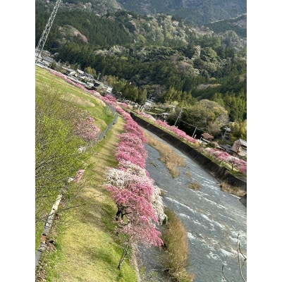 まるちゃん養蜂場はちみつチューブ 計600g(200g×3本)