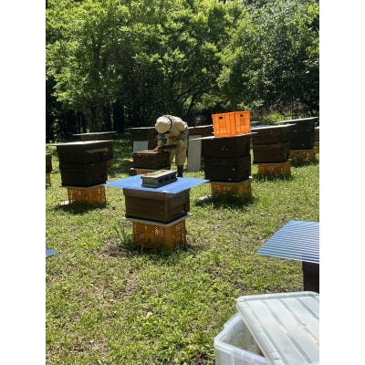 まるちゃん養蜂場 百花はちみつ 計900g(300g×3本)