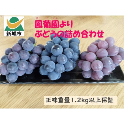 ぶどう【8月中旬以降発送】1.2kg以上