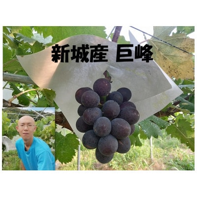 ぶどう【8月中旬以降発送】1.2kg以上