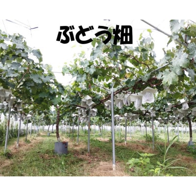 ぶどう【8月中旬以降発送】1.2kg以上