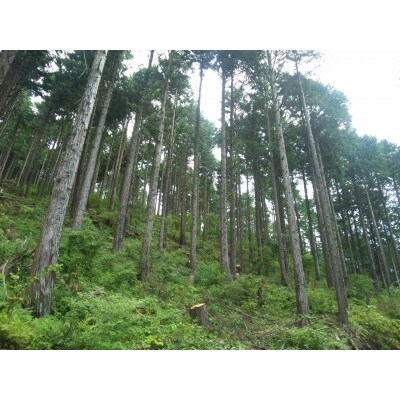 「きこりの薪」C富士山セット 針葉樹と広葉樹