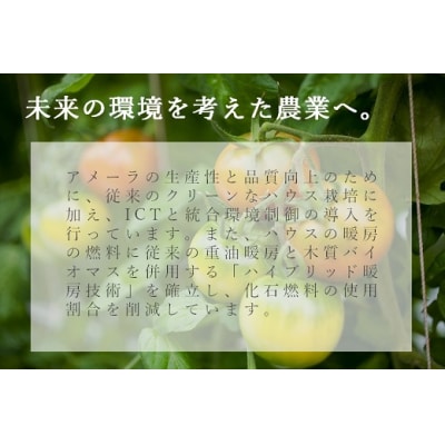 アメーラルビンズ　5パック入りB50