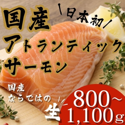 【翌月第2金曜発送】日本初!今話題の国産アトランティックサーモン【生】800～1,100g
