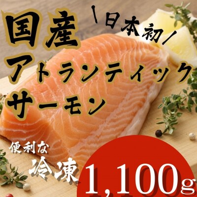 【6月27日(金)発送】日本初!今話題の国産アトランティックサーモン【冷凍】1,100g