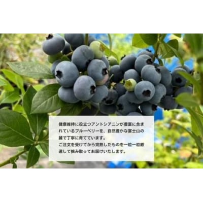 極上摘みたてブルーベリー　100g×6パック【期間限定】