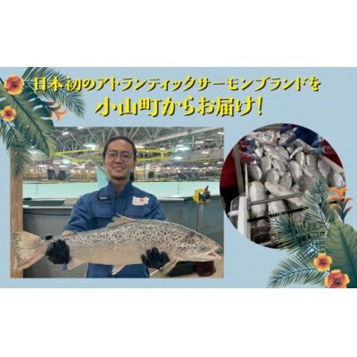 小山町産 アトランティックサーモン 冷凍 ポキ丼 ( 約160g × 4パック )漬けサーモンと大葉