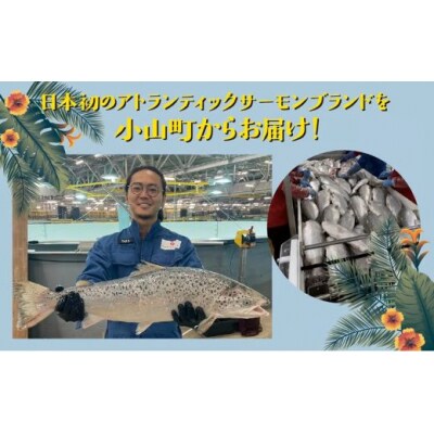 小山町産アトランティックサーモン冷凍ポキ丼( 約130g × 4p )プレーン(味付けなし)